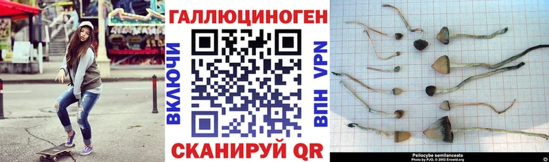 Псилоцибиновые грибы Magic Shrooms  Купить где  Новоалтайск 